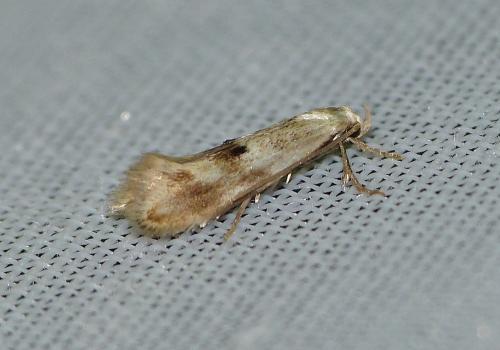 Elachista maculicerusella